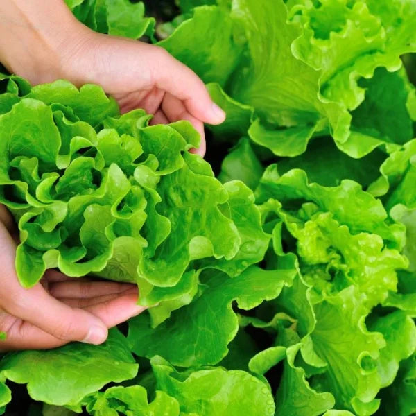 How to Grow Lettuce