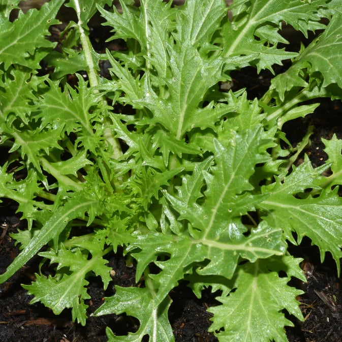Growing Mizuna