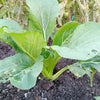 planted mustard green