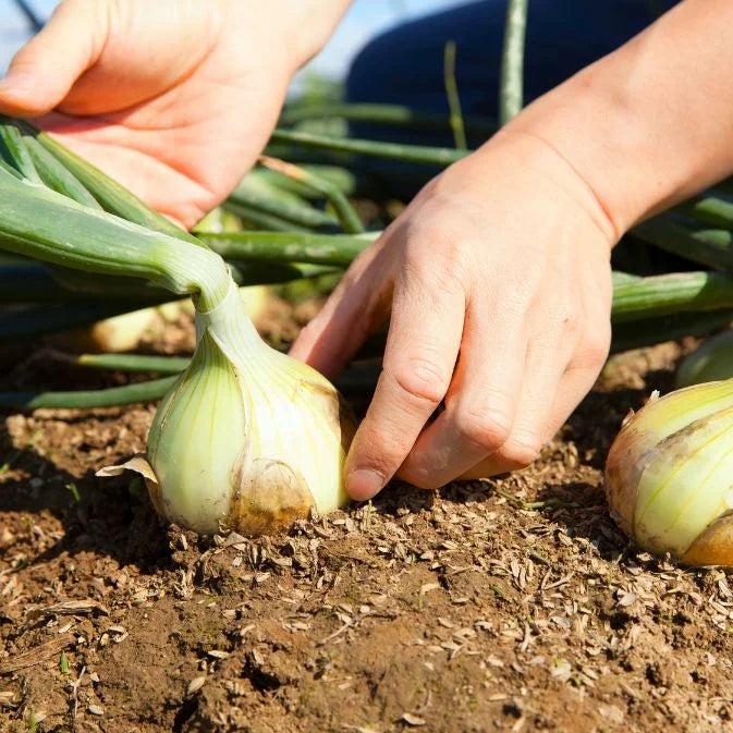 How to Grow Onions