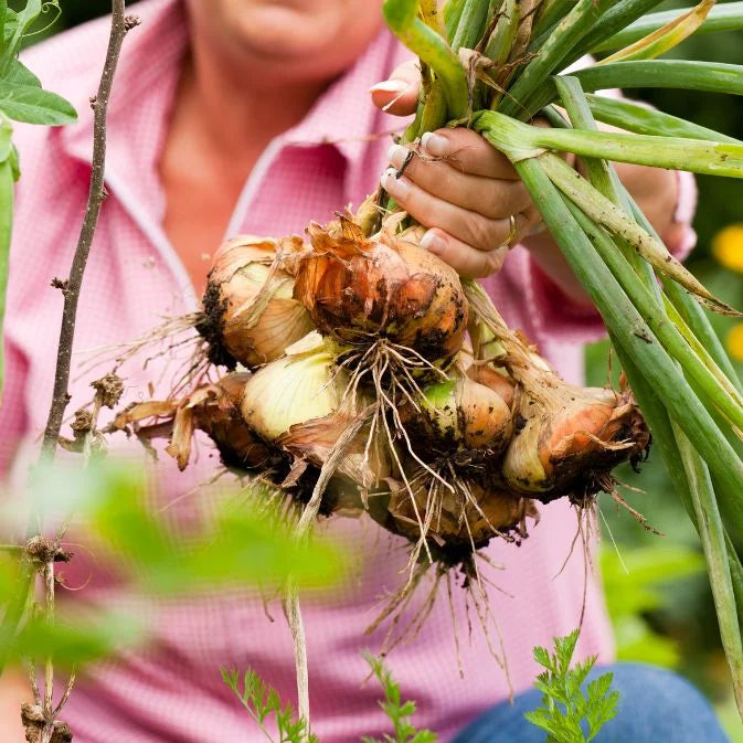 How to Grow Onions