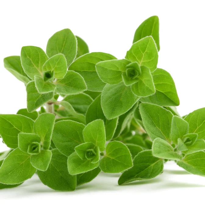 Growing Oregano