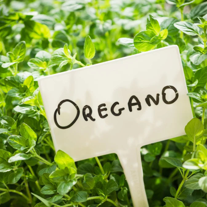 Growing Oregano