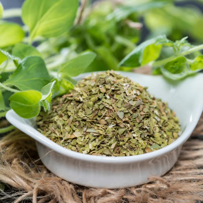 Growing Oregano