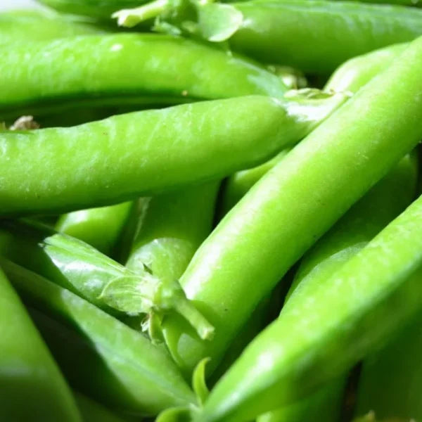 How to Grow Peas