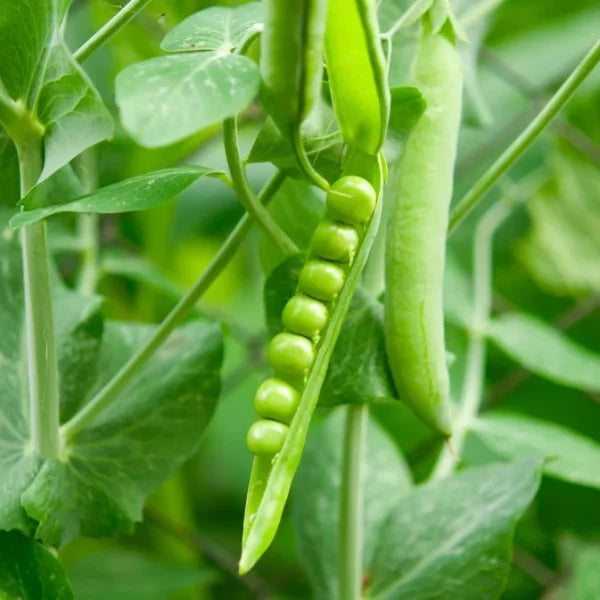 How to Grow Peas