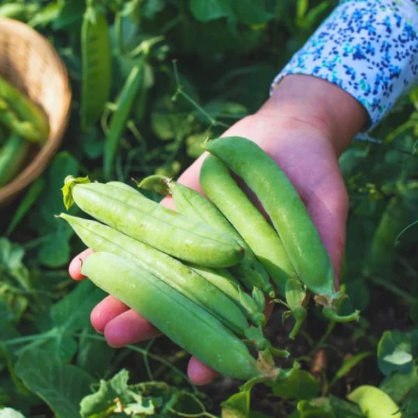 How to Grow Peas