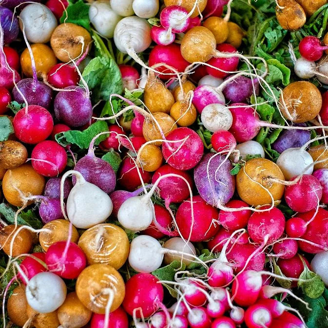How to Grow Radishes