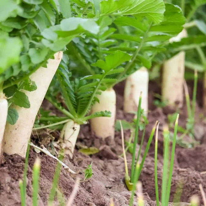 How to Grow Radishes