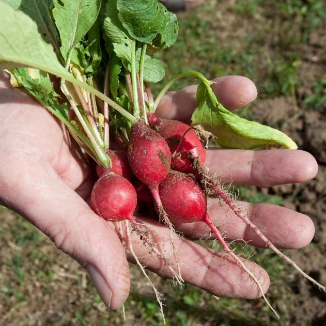How to Grow Radishes