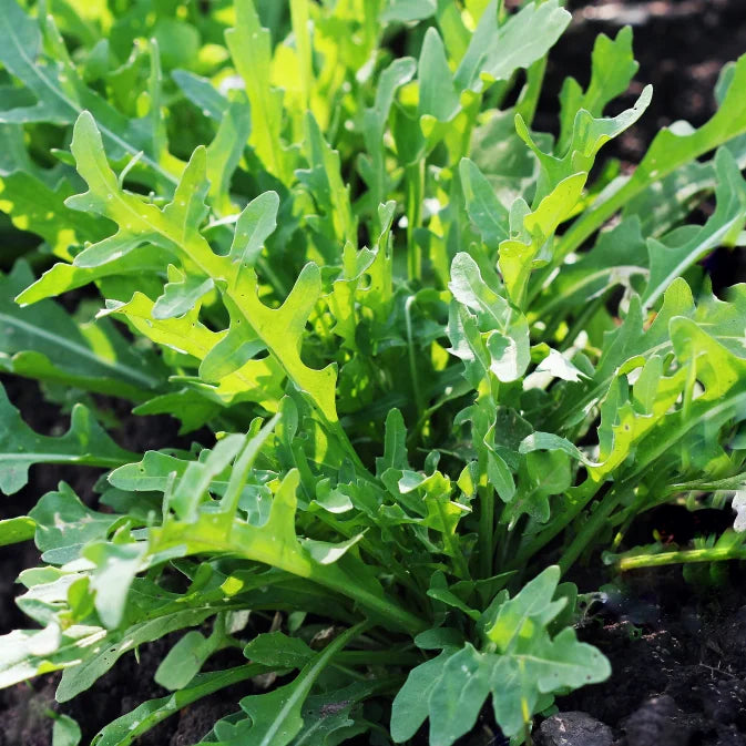 Growing Rocket