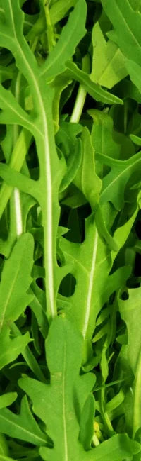 Growing Rocket: The Ultimate Gardening Guide – Survival Seeds