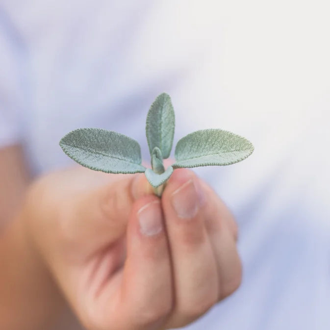Growing Sage