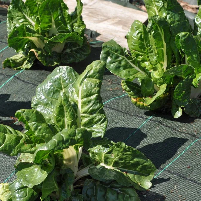 How to Grow Silverbeet