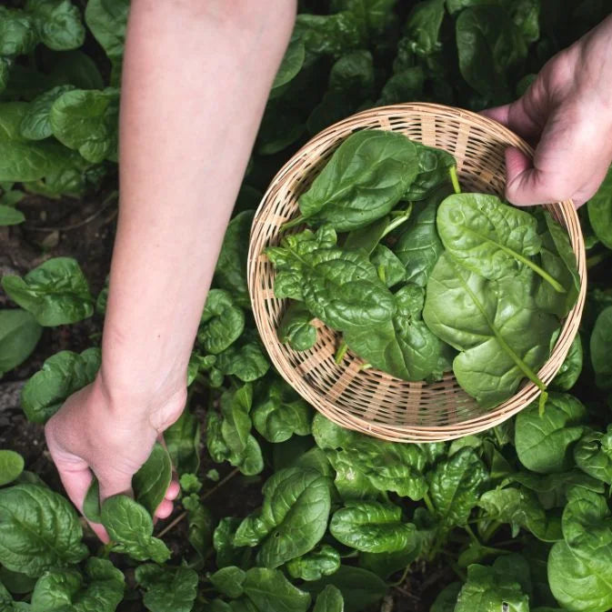 How to Grow Spinach