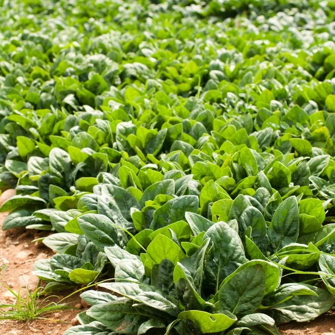 How to Grow Spinach