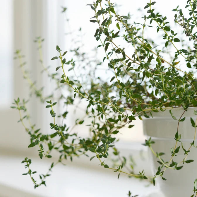 Growing Thyme