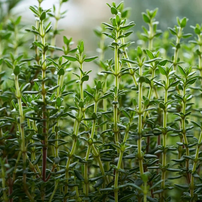 Growing Thyme