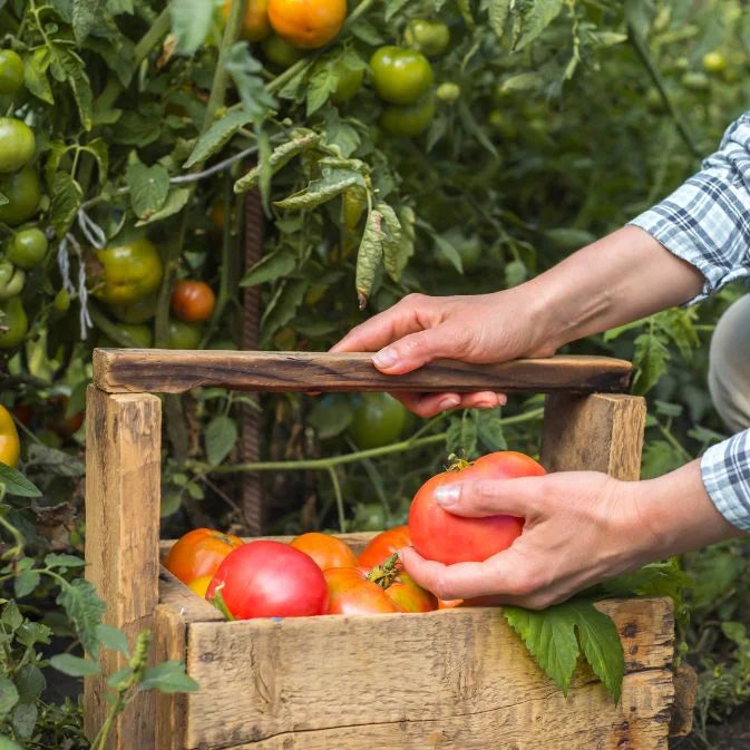 How to Grow Tomatoes