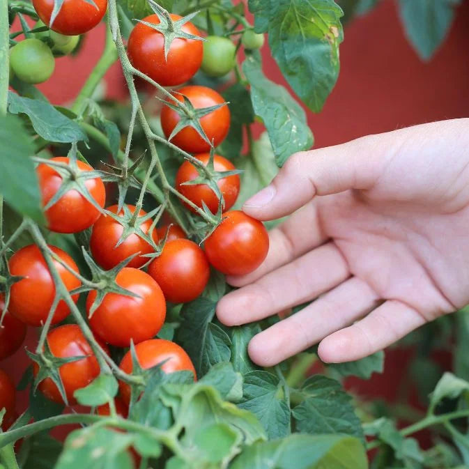How to Grow Tomatoes