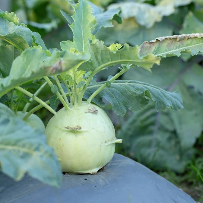 How to Grow Turnip