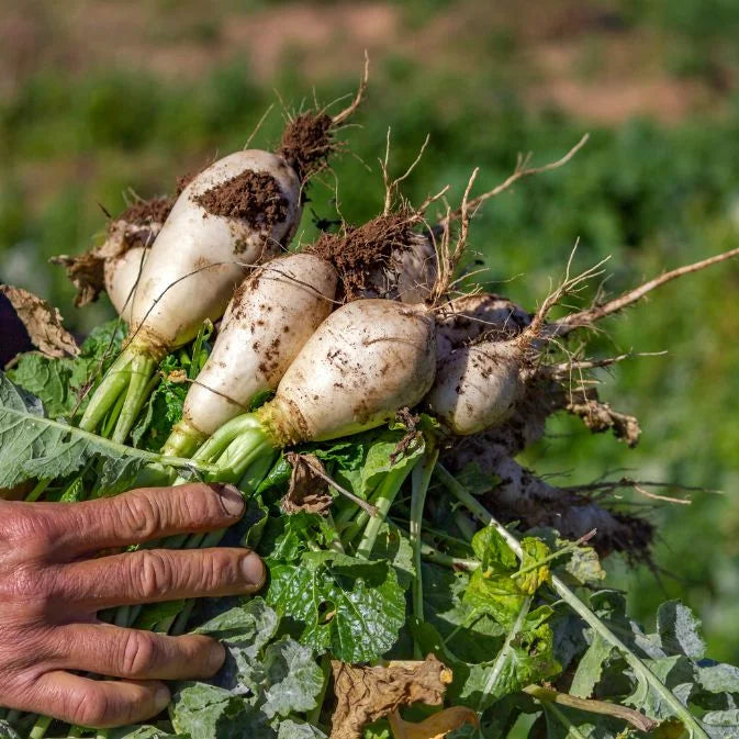 How to Grow Turnip