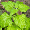 warrigal greens with droplets