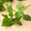 warrigal greens close up