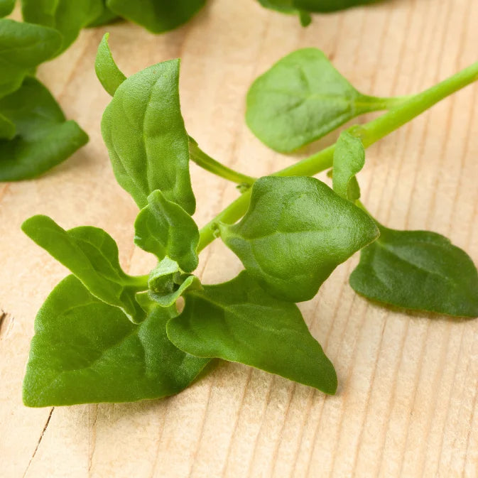 Growing Warrigal Greens
