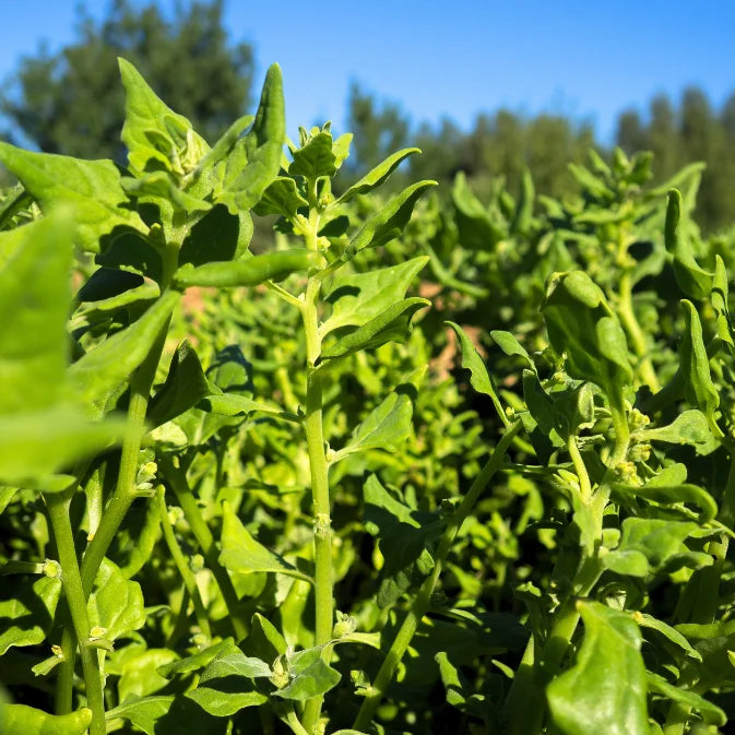 Growing Warrigal Greens