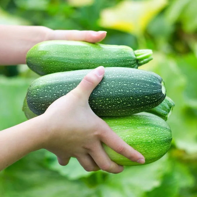 How to Grow Zucchini