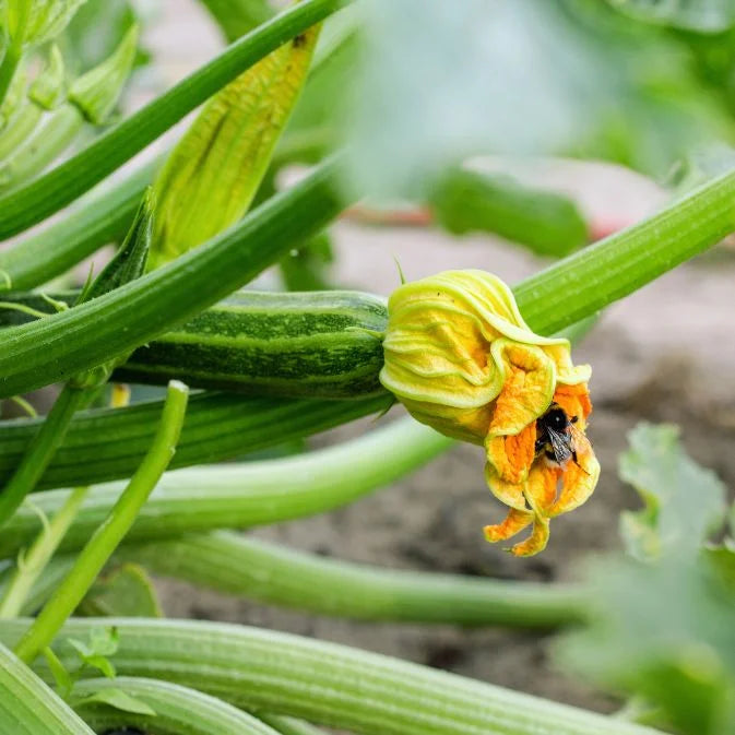 How to Grow Zucchini