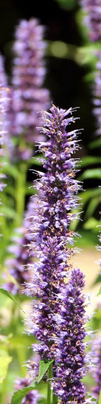 Planting Guide Image