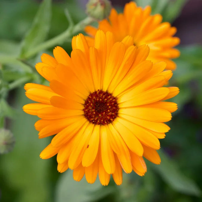 How to Grow Calendula Seeds