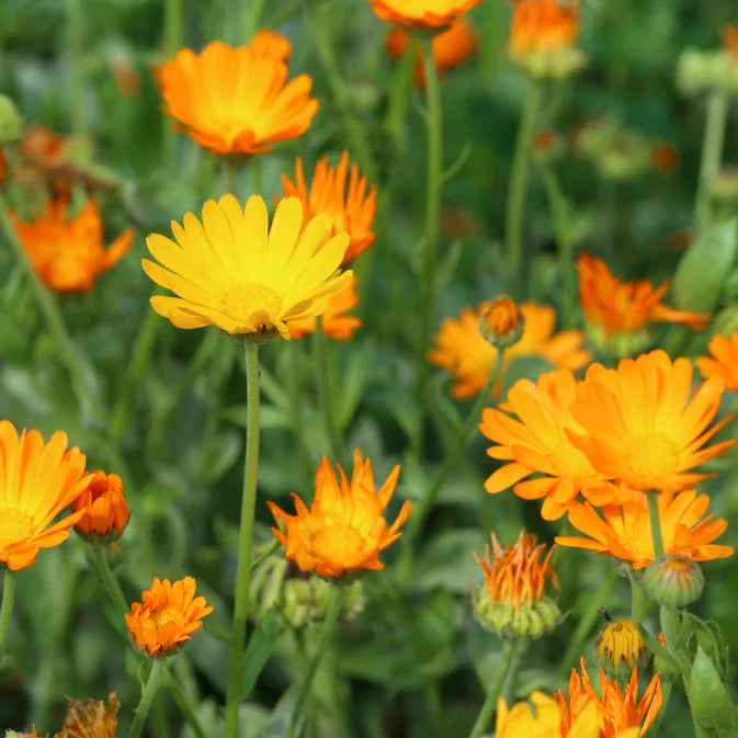 How to Grow Calendula Seeds