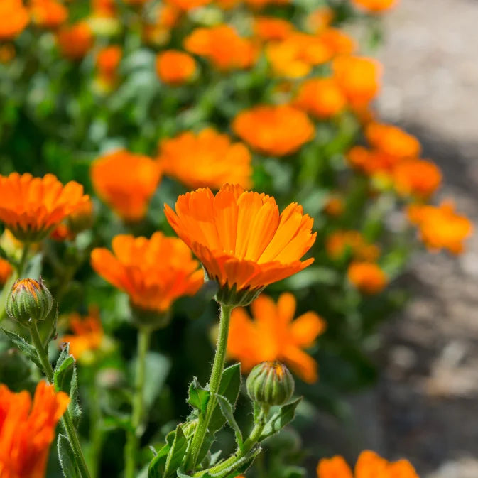 How to Grow Calendula Seeds