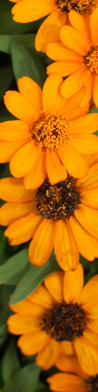 Planting Guide Image