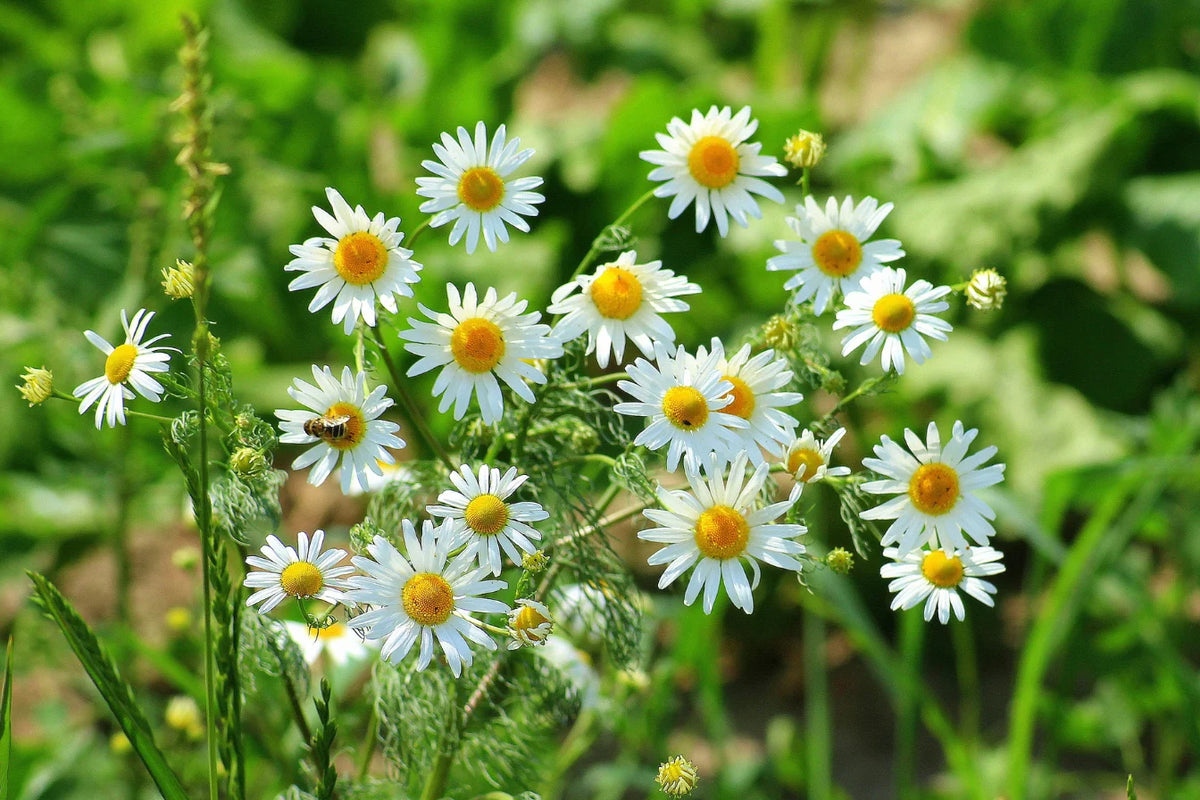 How to Grow Chamomile