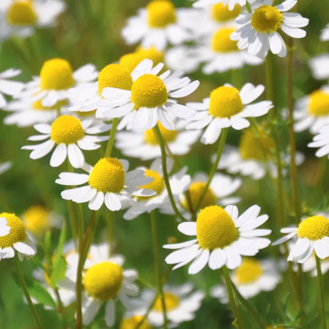 How to Grow Chamomile