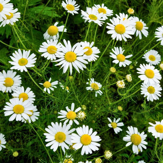 How to Grow Chamomile