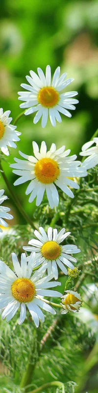 Planting Guide Image