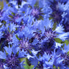 cornflower 