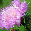 pink cornflower close up