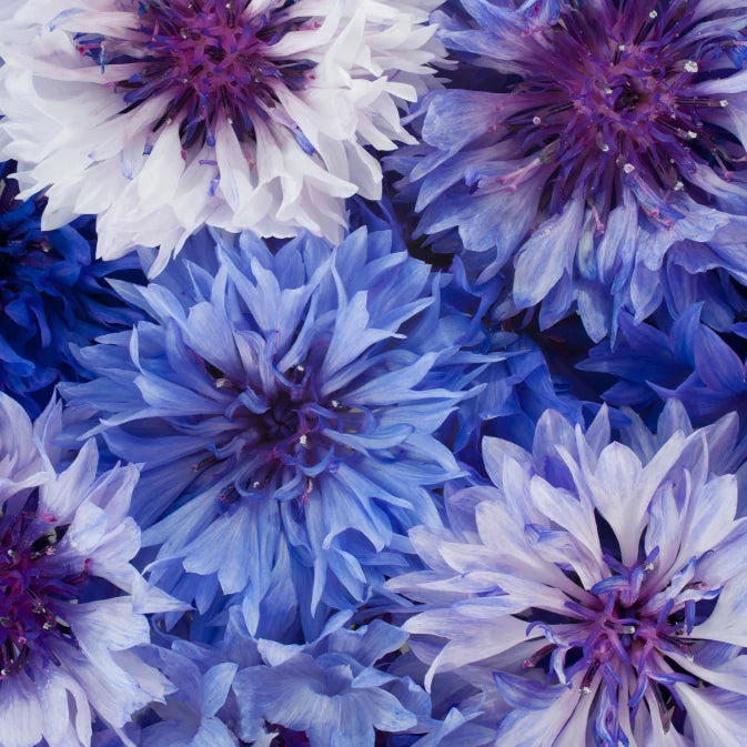 How to Grow Cornflowers