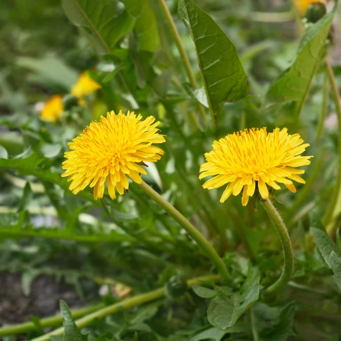 How to Grow Dandelion