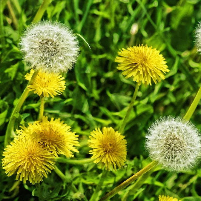 How to Grow Dandelion