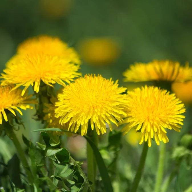 How to Grow Dandelion
