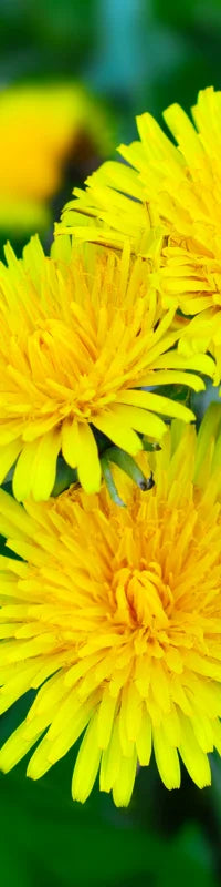 Planting Guide Image