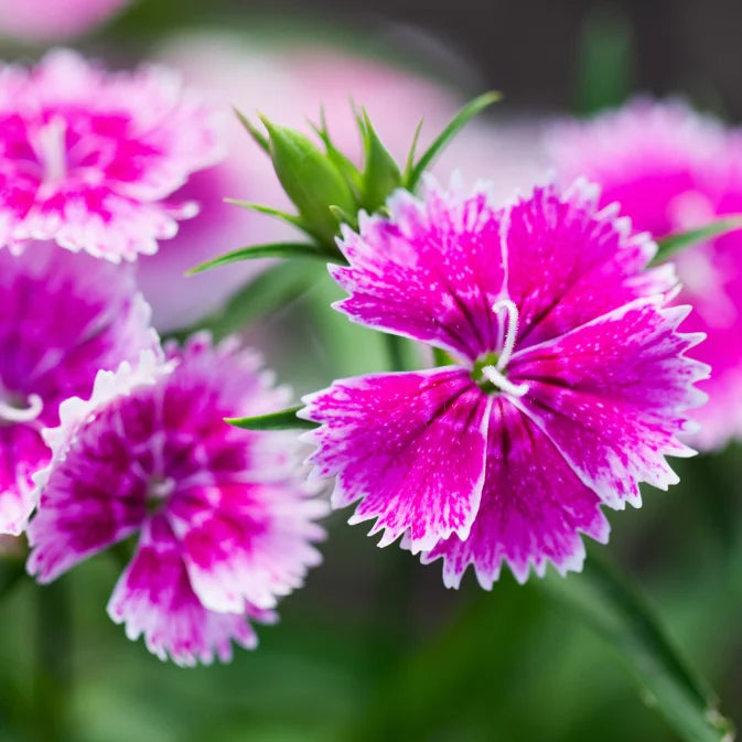 How to Grow Dianthus