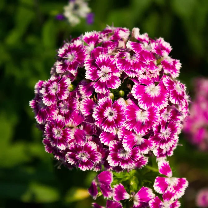 How to Grow Dianthus